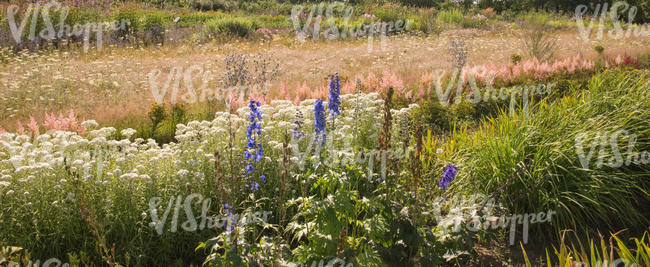 area of flowers and flowerbeds