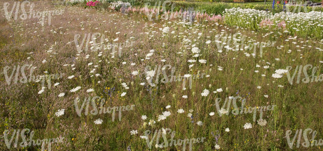 blooming meadow and flowerbeds