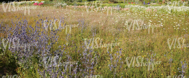 field of flowers