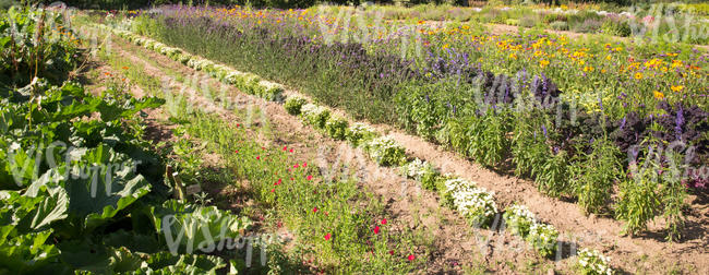 long blooming flowerbeds