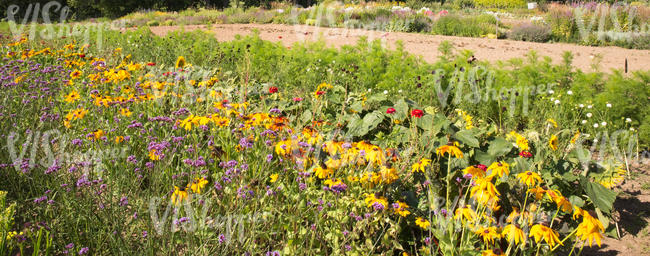 colorful flowerbeds