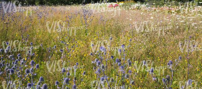 meadow and flowerbeds in full bloom