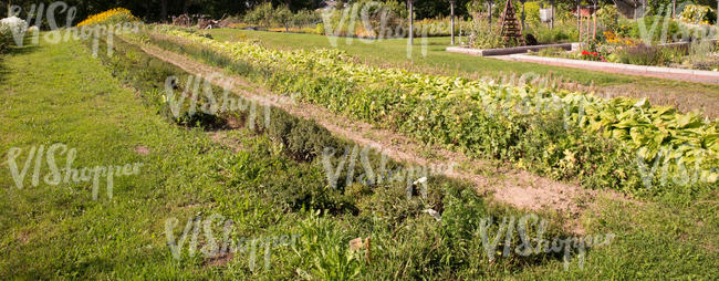 garden beds in plant nursery