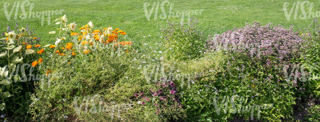 flowerbed in full bloom