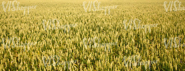 wheat field in summer