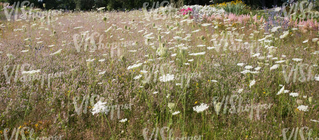 meadow in full bloom