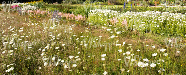 meadow and flowerbeds in plant nursery