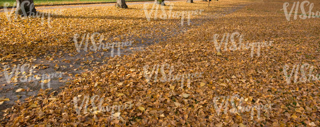 autumn ground with a pathway and leaves
