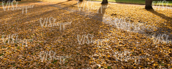 autumn ground with tree shadows and leaves