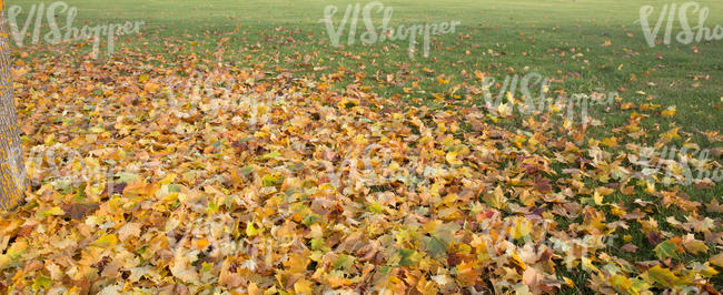 lawn covered with fallen leaves
