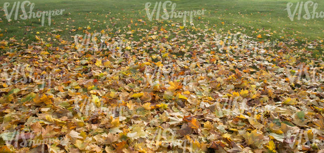lawn covered with many fallen leaves