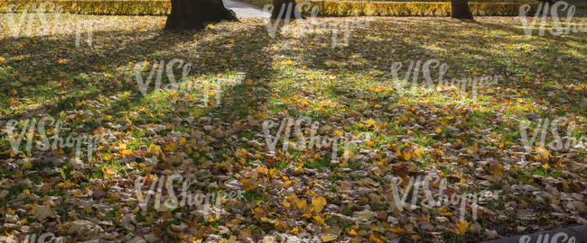 lawn with shadows and fallen leaves