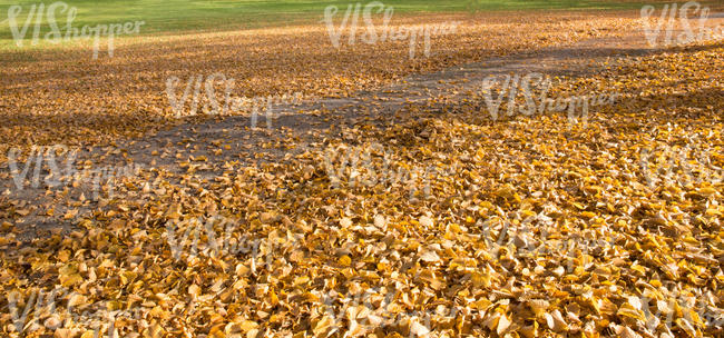 pathway covered with fallen leaves