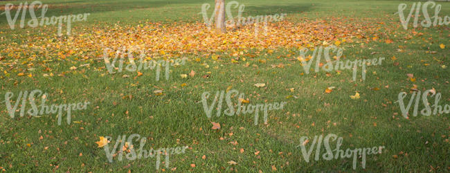 autumn ground with leaves under a tree