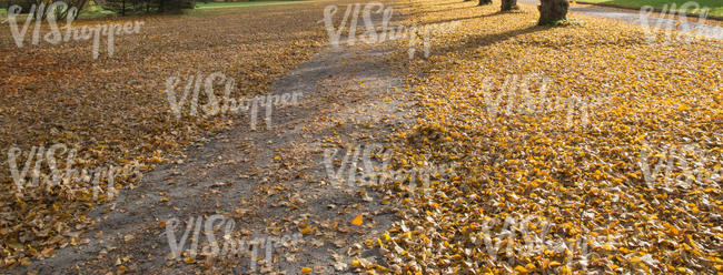 pathway with fallen leaves under the trees