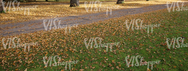 path in the park with fallen leaves