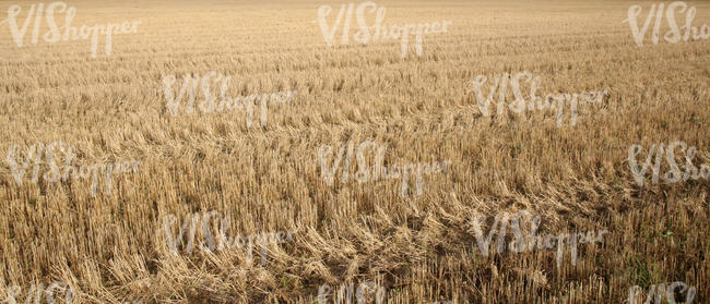 crop field after harvesting