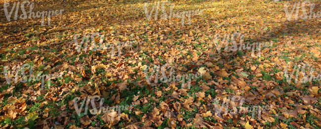 grass with fallen leaves and long shadows