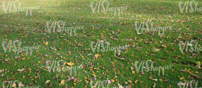 lawn with shadows and some fallen leaves