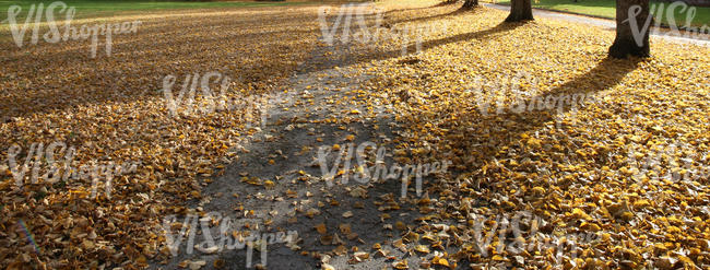 park pathway with long shadows and leaves