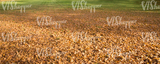 lawn covered with fallen leaves
