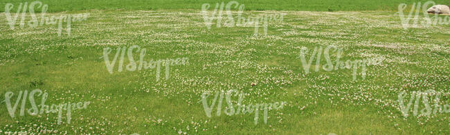 lawn with blooming clover