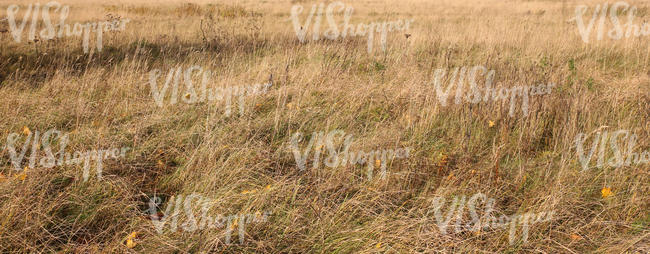 hay field in autumn