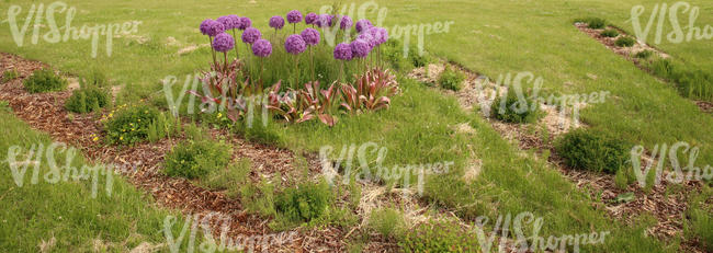grass ground with allium flowers
