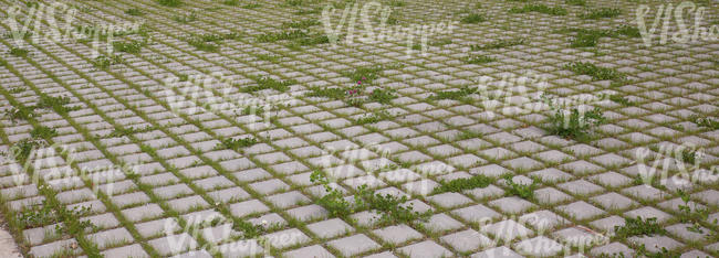 grass growing through pavement