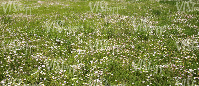 meadow of daisies