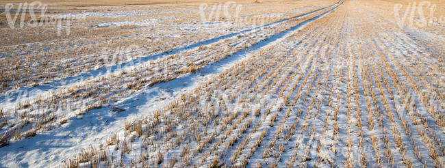 frozen field