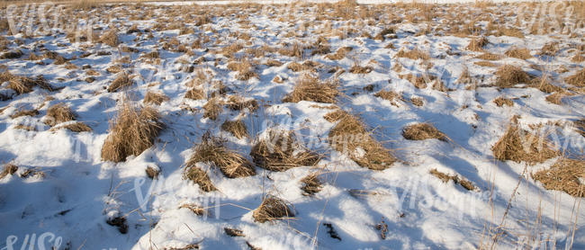 field of grass with some snow