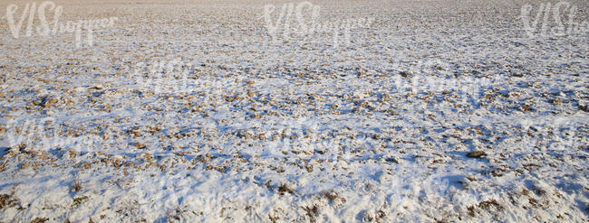 grass almost covered with snow