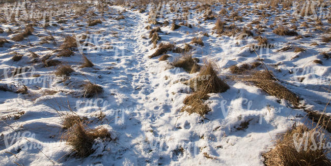 lumps of grass with snow