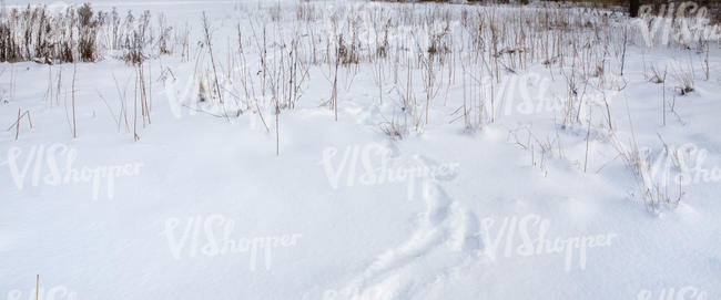 field of snow with some dry grass