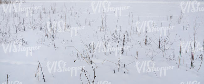 snow-covered ground with some dry grass