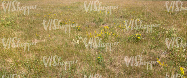 meadow with some yellow flowers