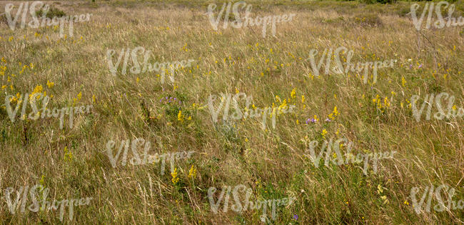 meadow with hay and yellow flowers