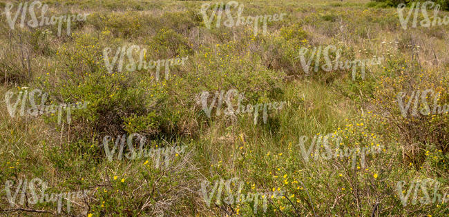 grassland with small blooming bushes
