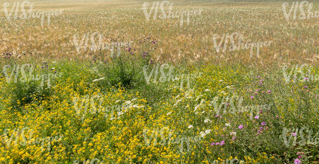 field with flowers and crop 