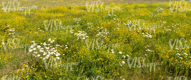 meadow with white flowers