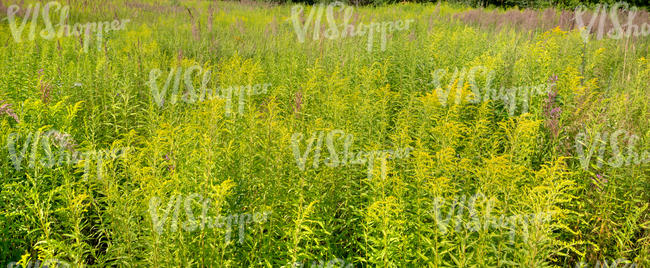 field of tall grass