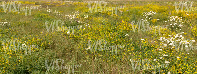 field of yellow and white flowers