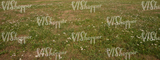 meadow with blooming yarrows