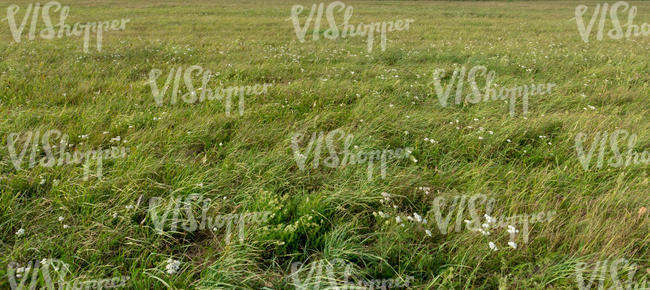 field of grass and yarrow