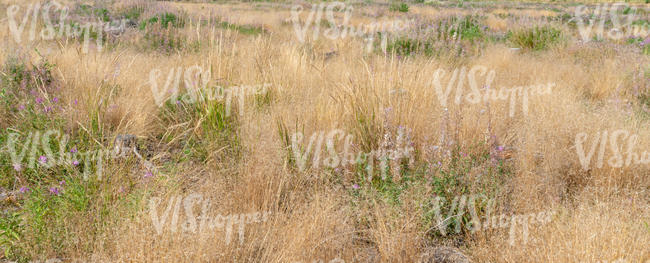 field of blooming grass