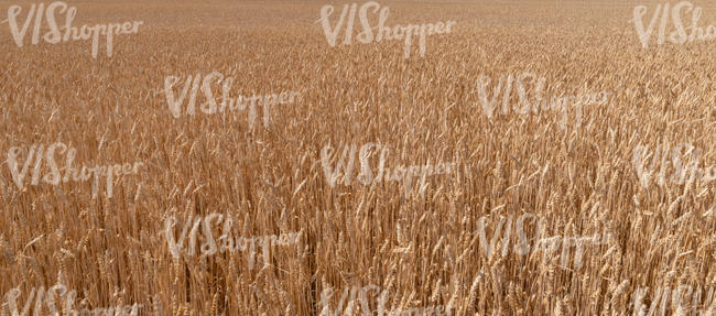 crop field in sunlight