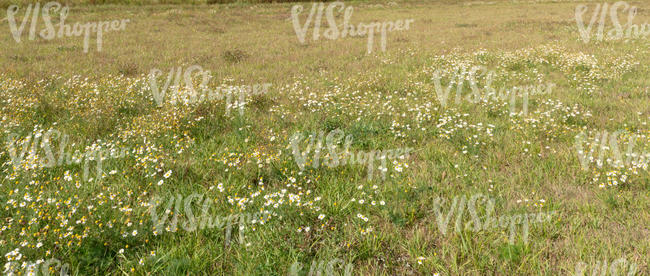 meadow with blooming daisies