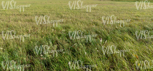 grass field with some blooming yarrows