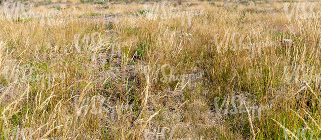 field with blooming grass and flowers
